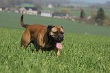 BULLMASTIFF 508